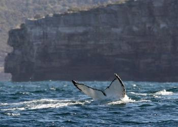 The Tail of a Humpback Whale rises out of the water off the coast near Sydney